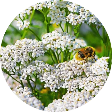 Yarrow Essential Oil - Living Libations
